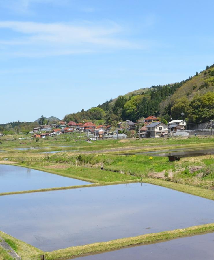 春の田んぼ（携帯）