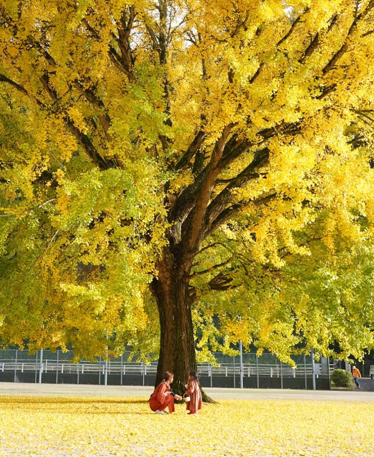 日野上イチョウ（携帯版）
