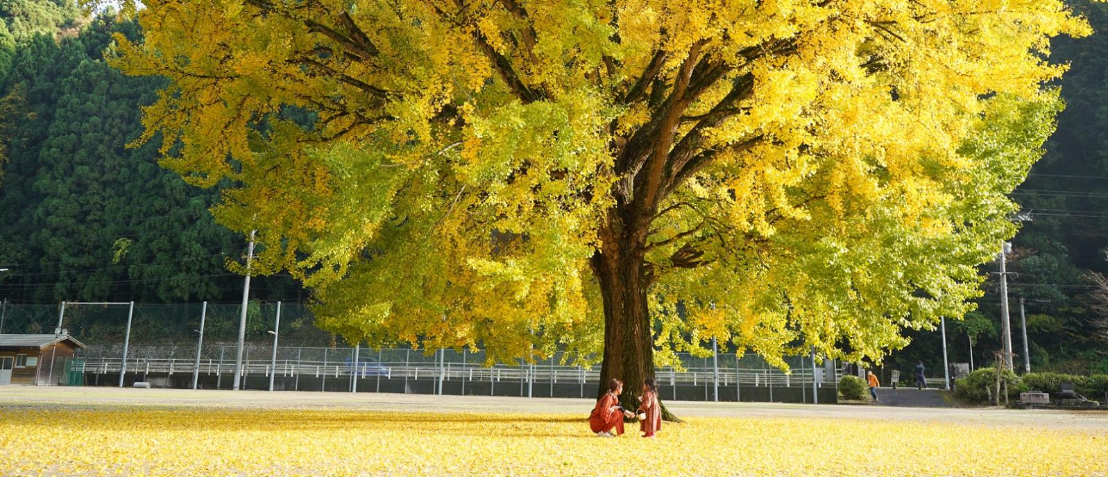 日野上イチョウ（PC用）