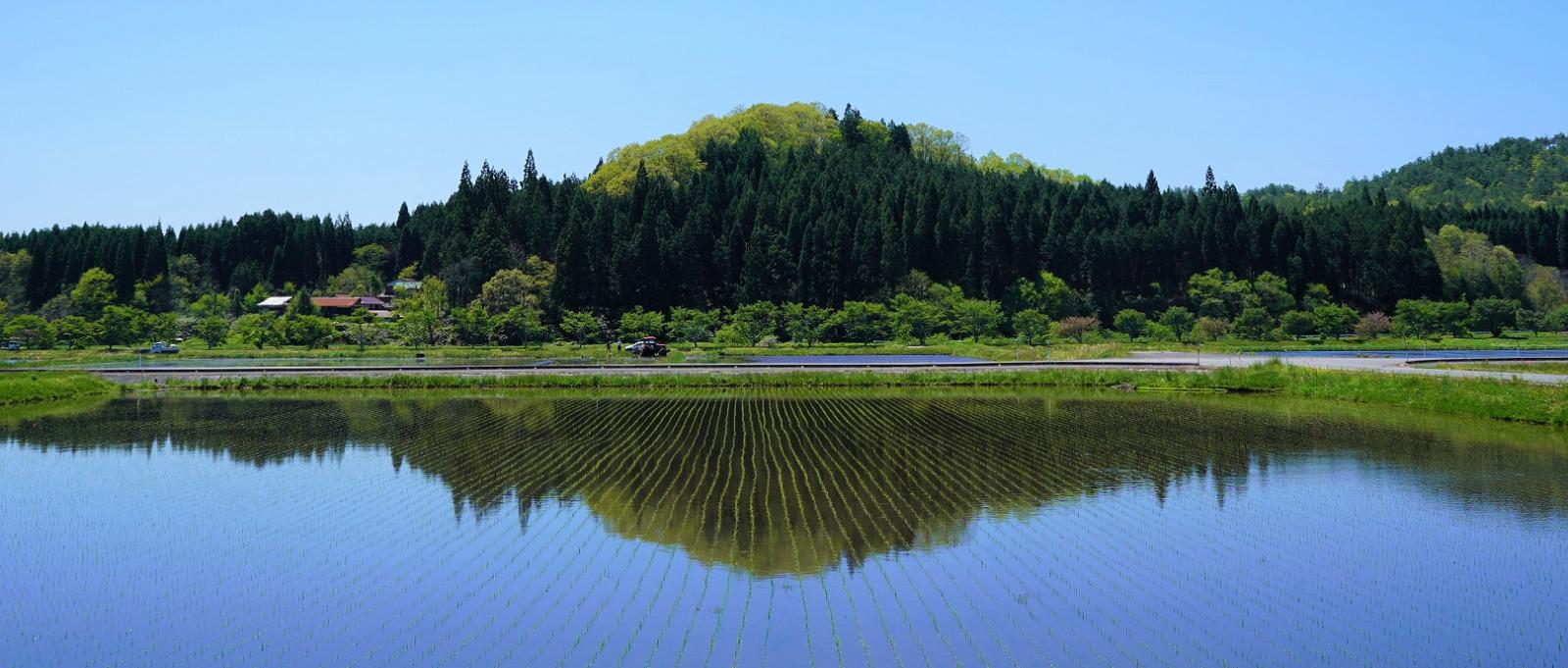 印賀田んぼ