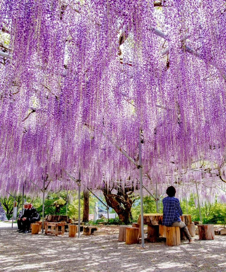 【スマホ版】神宮寺の藤棚