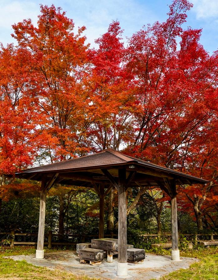 日南湖紅葉（携帯）