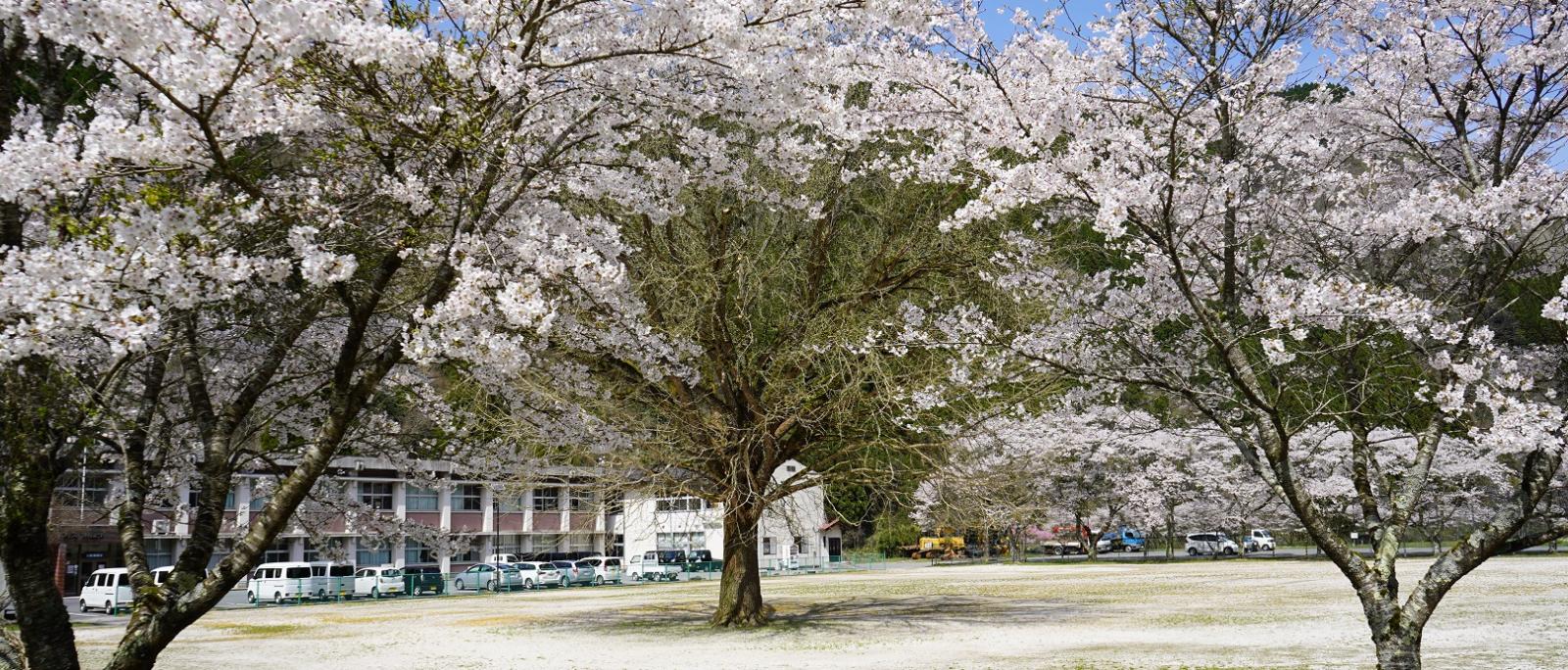 旧ひのかみ小学校（桜景色）