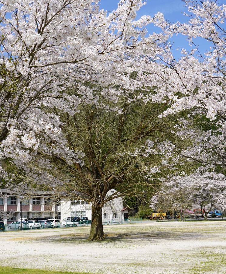 【スマホ版】旧ひのかみ小学校（桜景色）