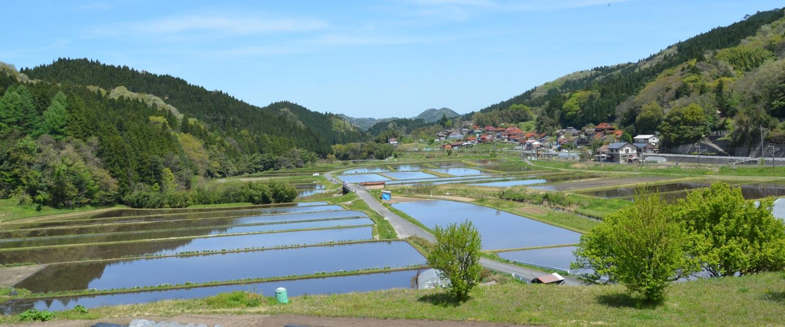 田んぼ