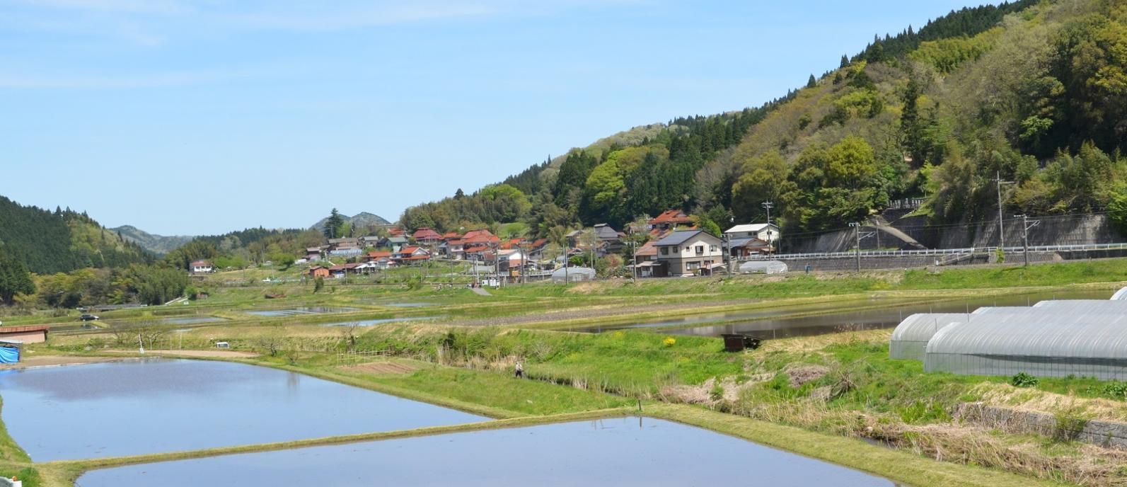 春の田んぼ