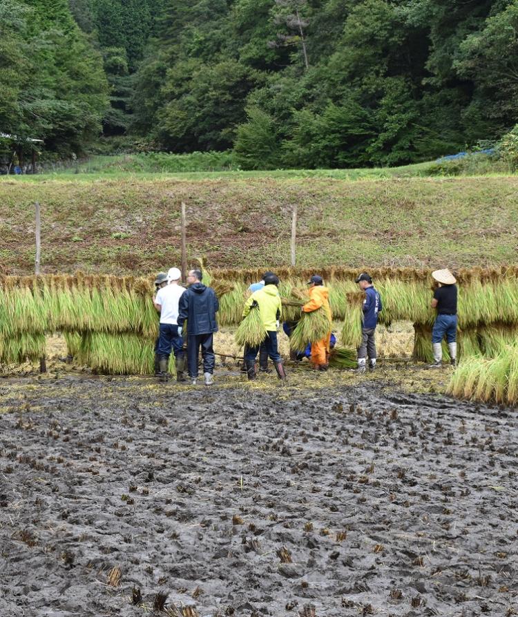 天日干し(携帯）