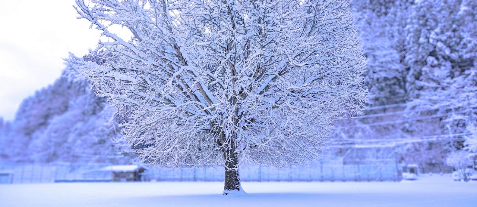 日野上イチョウ（PC用）