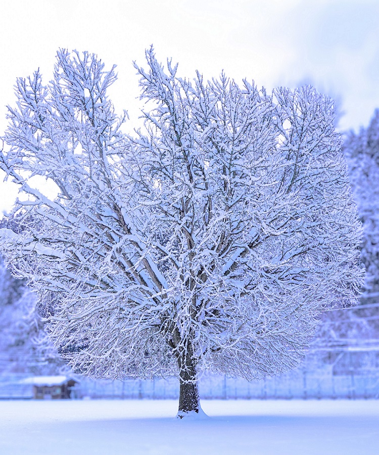 日野上イチョウ（携帯版）